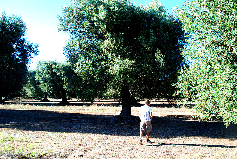 イタリアのオリーブ畑 olive land in Italy Porto Cesareo