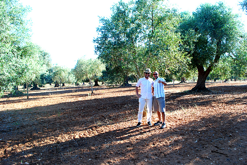 南イタリア旅行で見つけたプーリア州(Puglia)のオリーブ畑