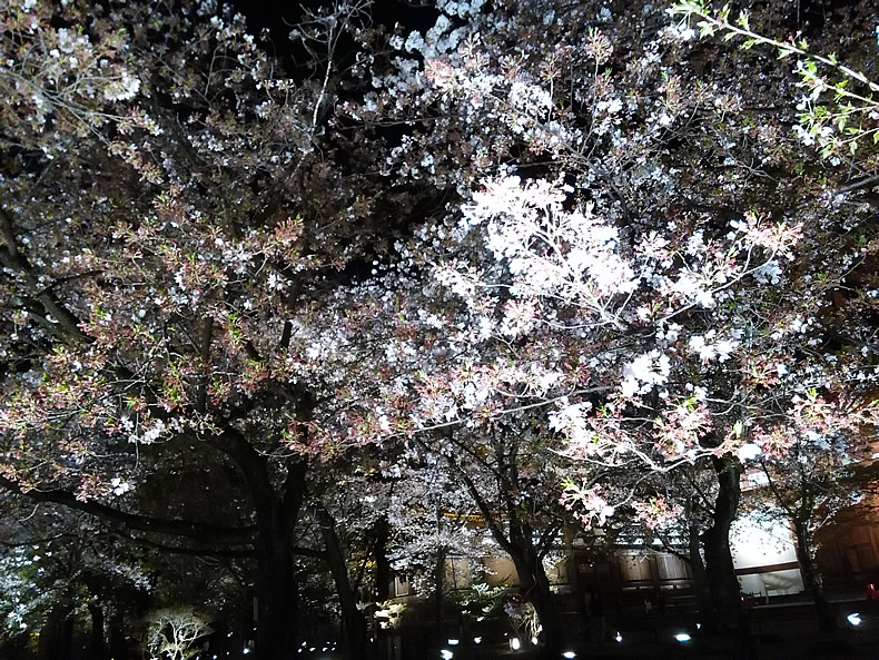 京都の東寺の桜鑑賞