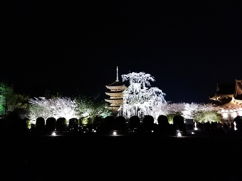 京都の東寺の桜鑑賞 枝垂れ桜と東寺の五重塔