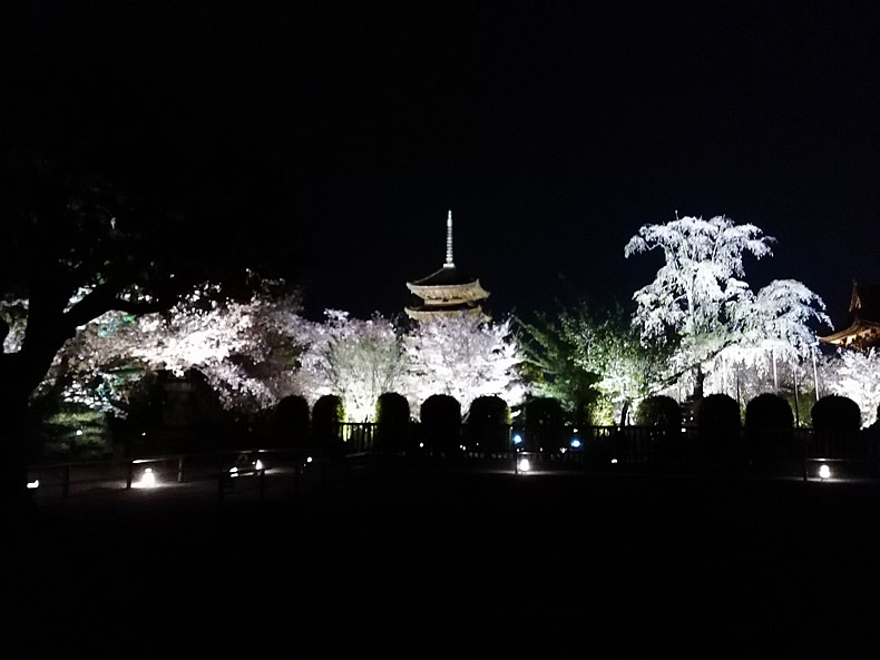 京都の東寺の桜鑑賞 夜桜と五重塔