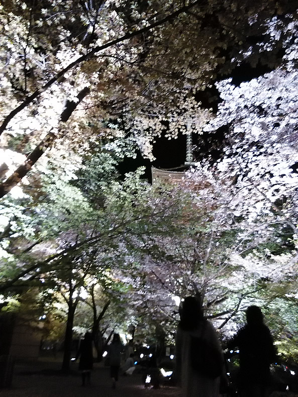 京都の東寺の桜鑑賞　夜桜に舞う
