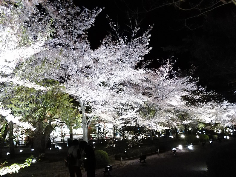京都の東寺の桜鑑賞