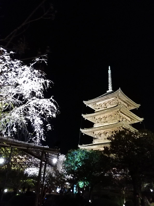 京都の東寺の桜鑑賞　夜桜と東寺