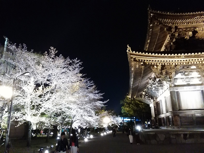 京都の東寺の桜鑑賞 八重枝垂桜