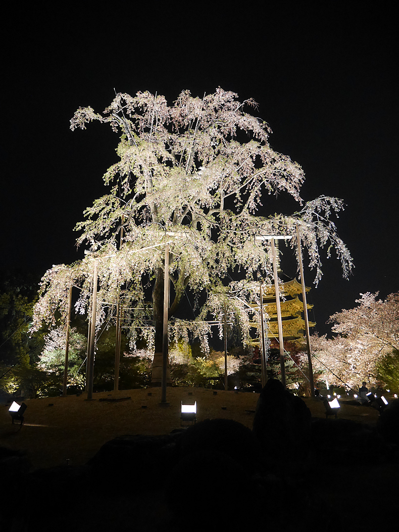 京都の東寺の不二桜のライトアップ