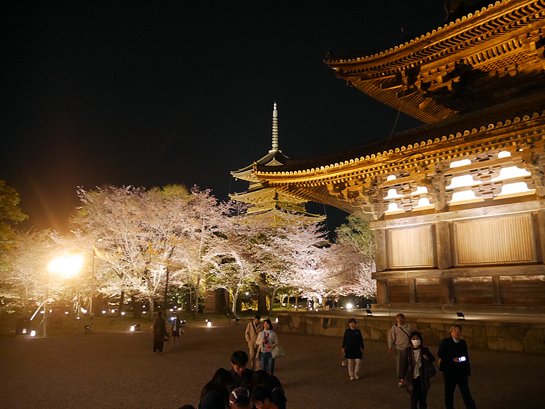 京都の東寺の五重塔と夜桜メイン写真