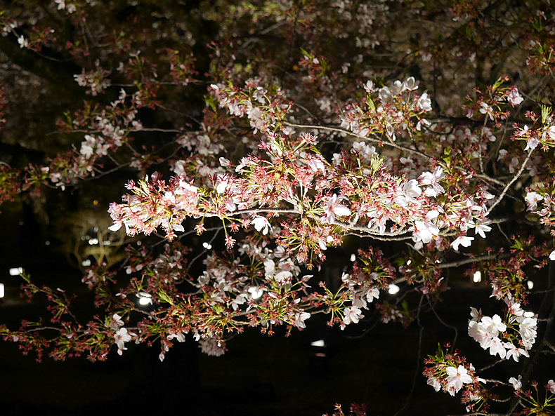 京都の東寺の夜桜