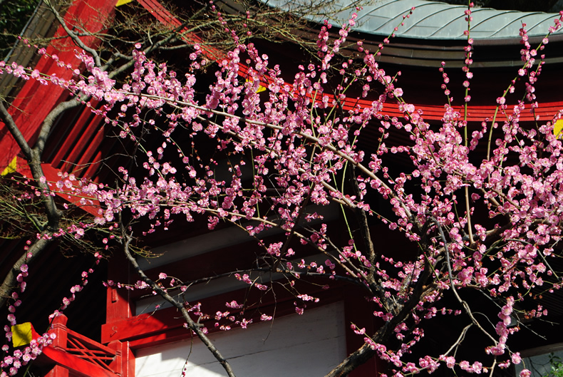 赤い梅の花