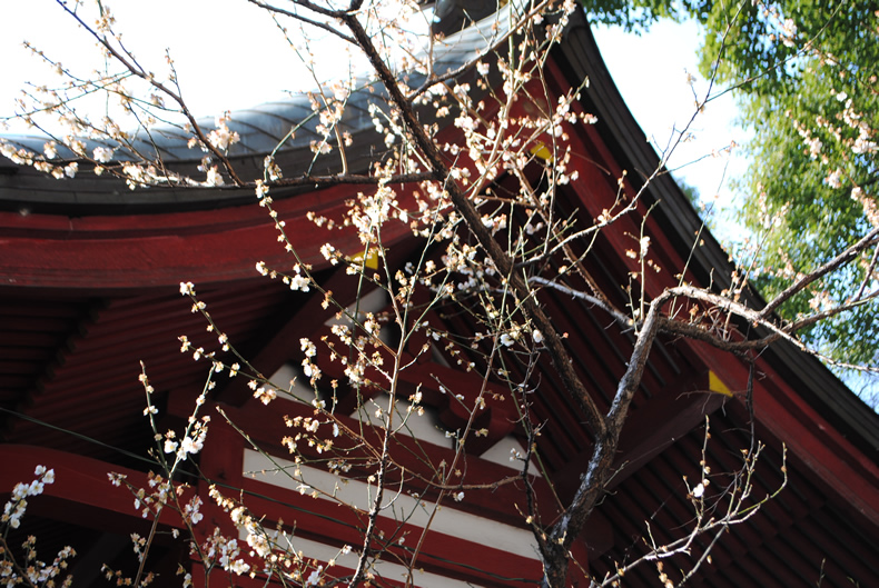 熊本　菅原神社　花見　赤い梅の花　夏目漱石