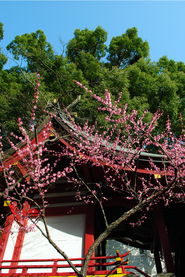 熊本　手取神社　梅の花見